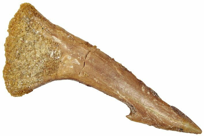 Fossil Sawfish (Onchopristis) Rostral Barb - Morocco #322869